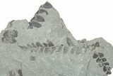 Pennsylvanian Fossil Fern (Neuropteris) Plate - Kentucky #252392-1